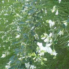 今日も真っ白な心で♡