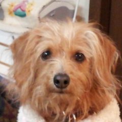 さくらちゃんから学んだ「案ずるより産むが易し」