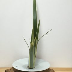 白磁の花器にニューサイラン