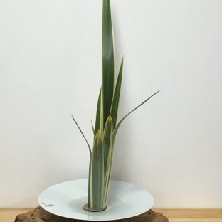 白磁の花器にニューサイラン